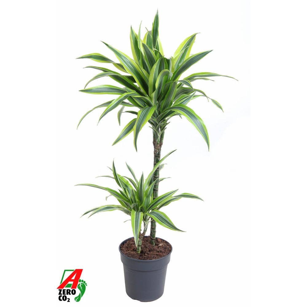 Dracaena Lemon Lime 45-15.