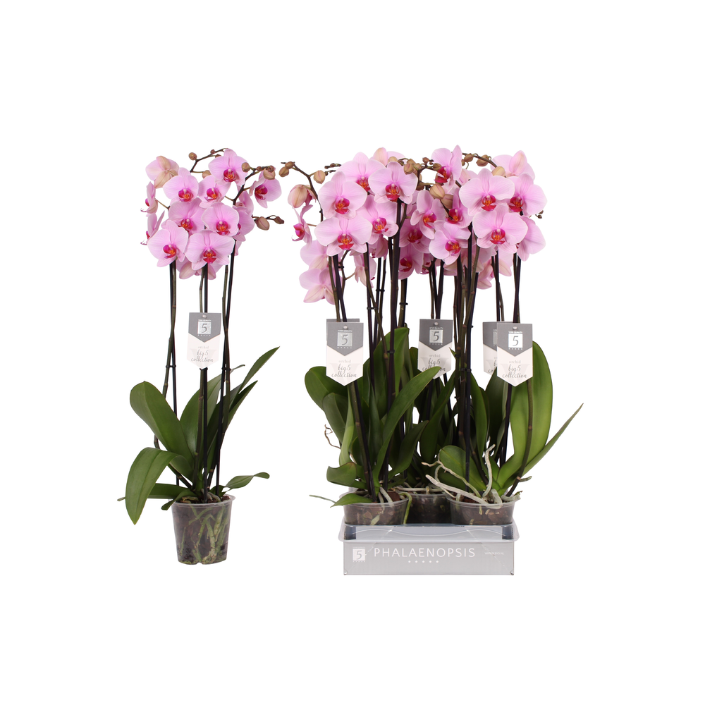 Phalaenopsis Washington, 3-spike 22+.