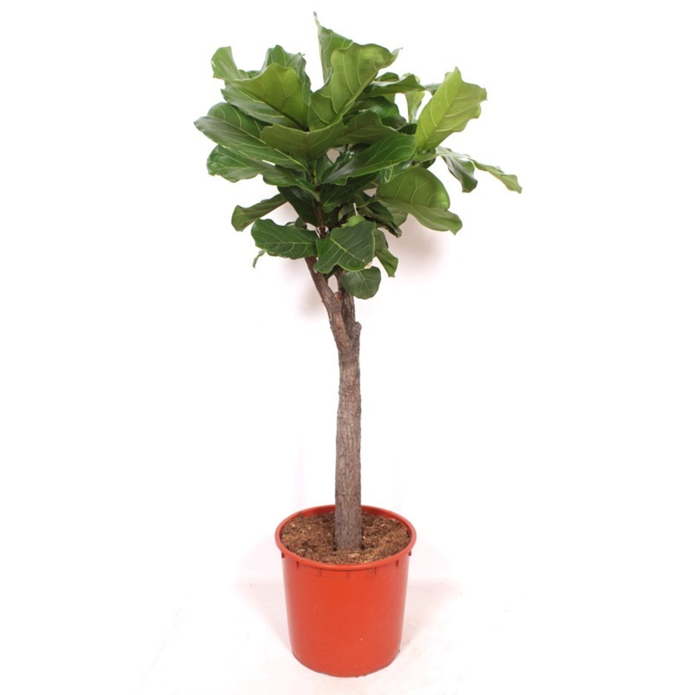 Ficus lyrata.