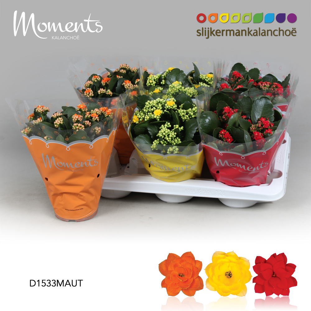 Kalanchoe Moments - Autumn Moments.