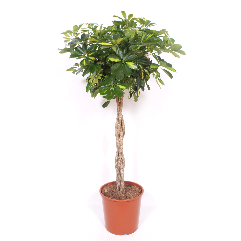 Schefflera Gold Capella.