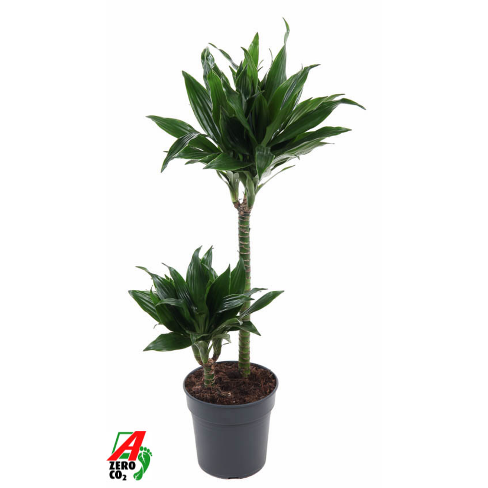 Dracaena Green Jewel 45-15.