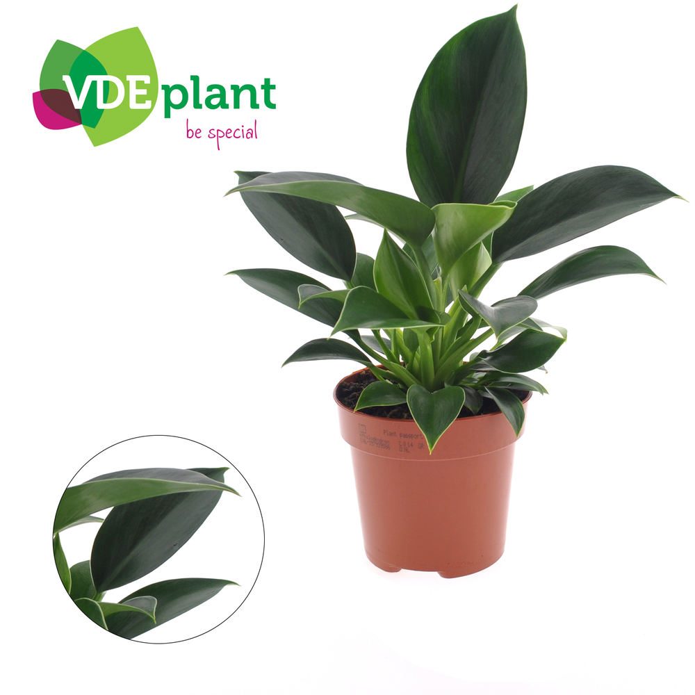 Philodendron Green Princess.