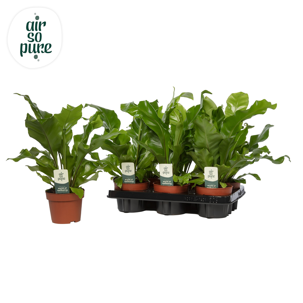 Asplenium nidus - Air So Pure.