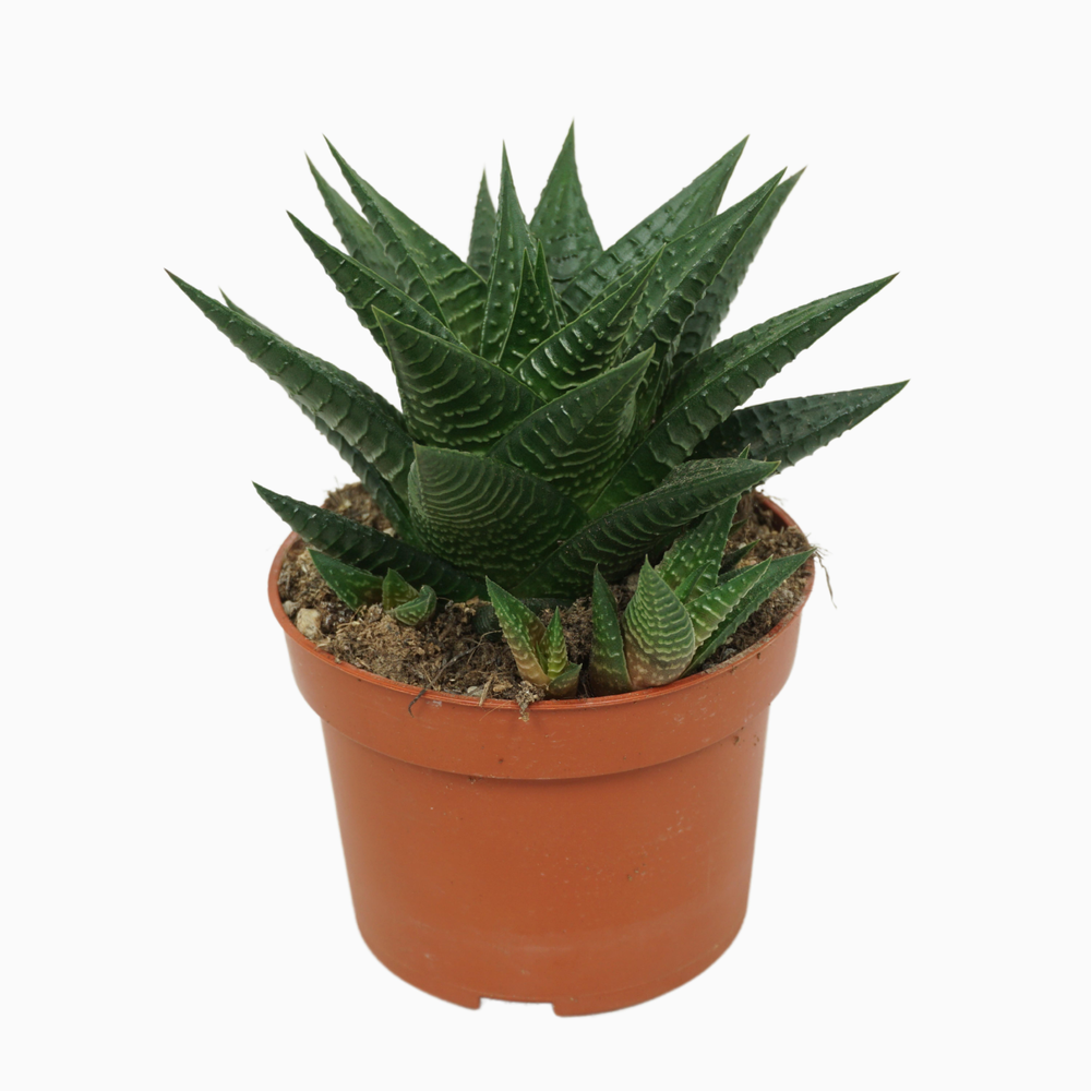Haworthia limifolia 10,5 cm.