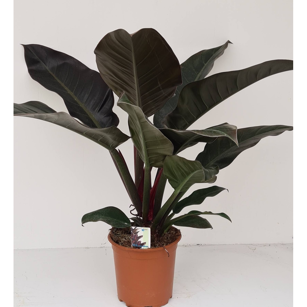 Philodendron Im.Red.
