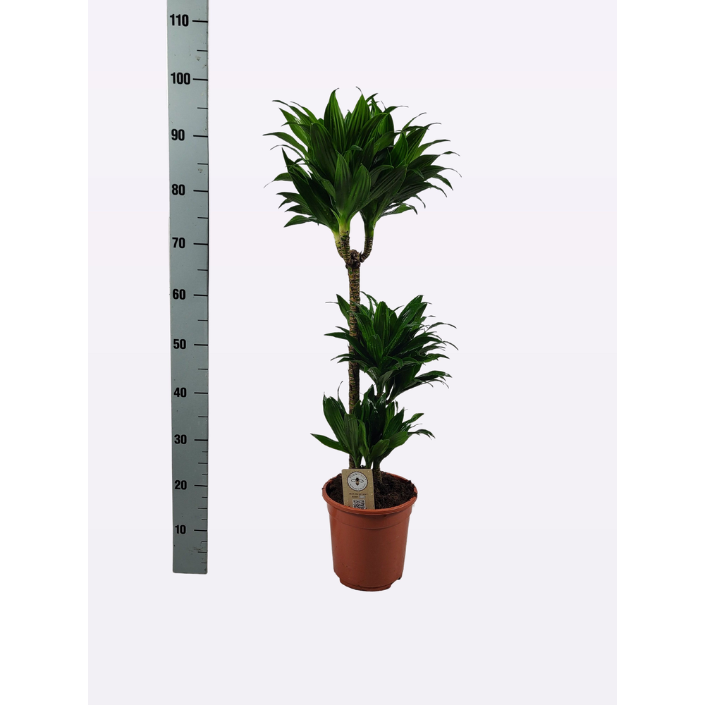 Dracaena compacta 60-30-15 95cm.