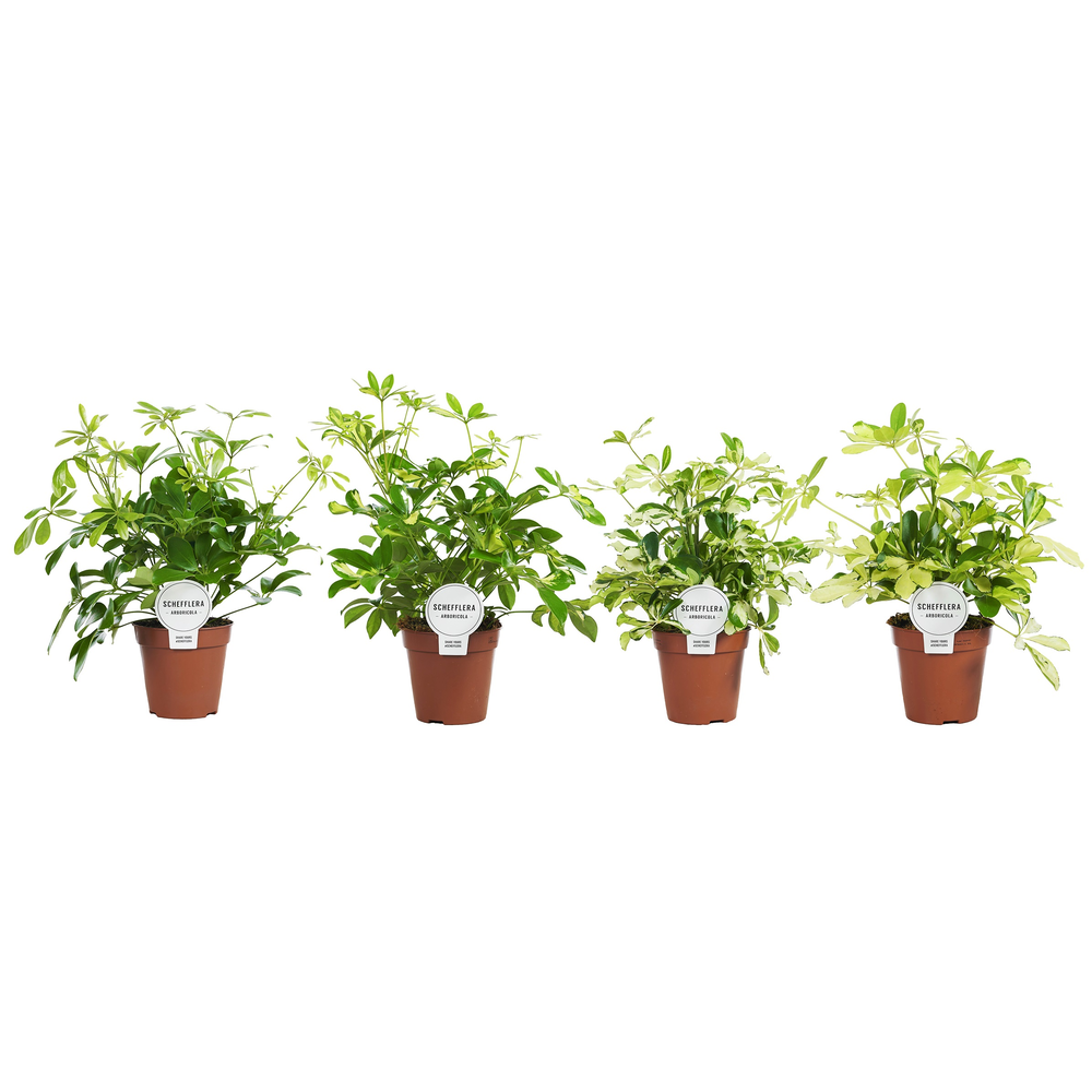 Schefflera Mix Vertakt.