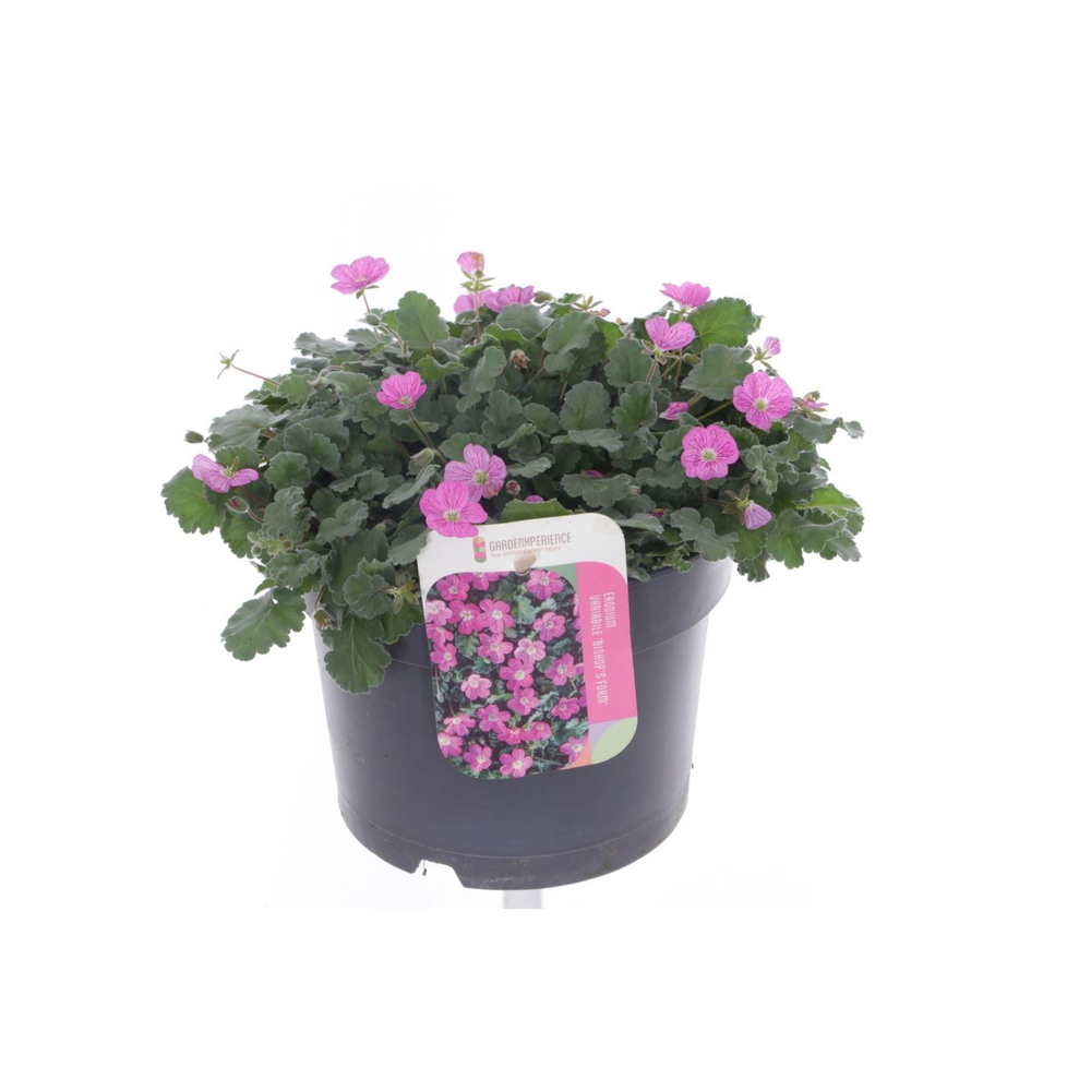 Erodium var. Bishop's Form.