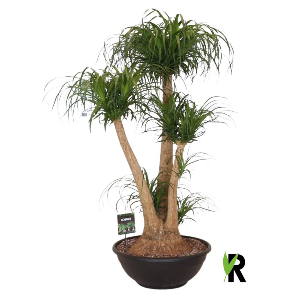 Beaucarnea rec. vertakt.