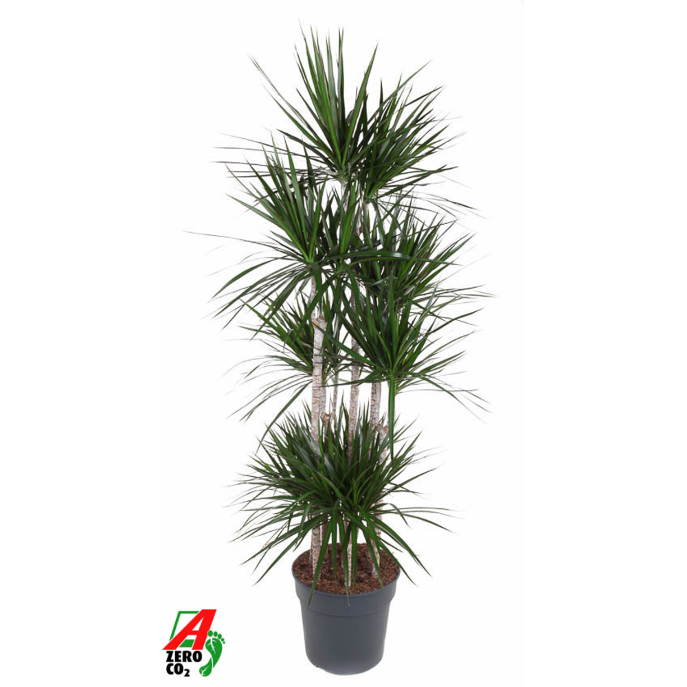 Dracaena Marginata 120-carrousel.