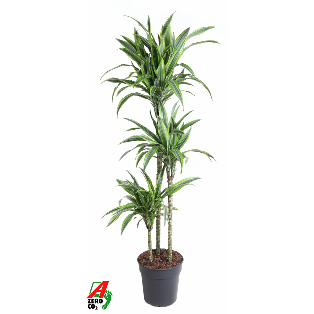 Dracaena Lemon Lime 90-60-30.