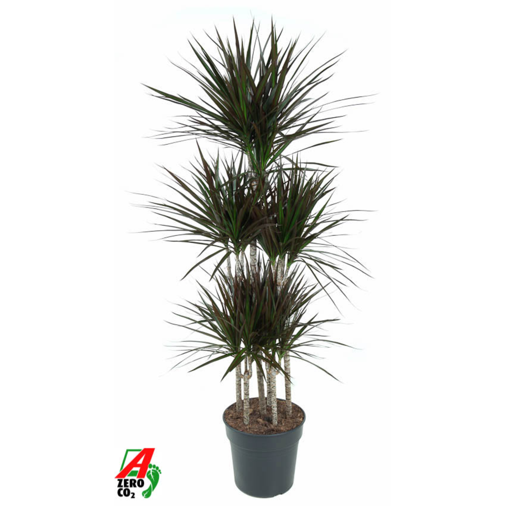 Dracaena Magenta 90-carrousel.