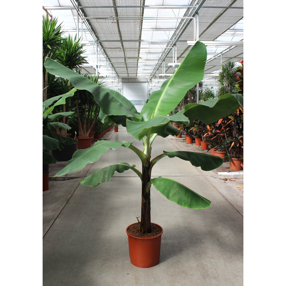 Musa 'Dwarf Cavendish'.