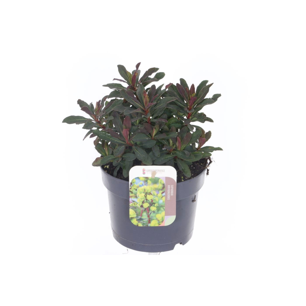 Euphorbia amyg. Purpurea.