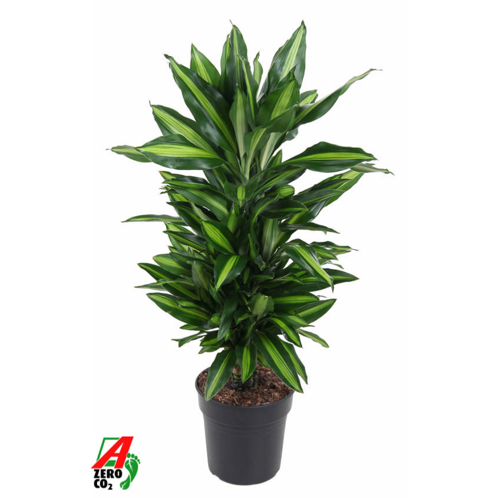 Dracaena Cintho vertakt P21.