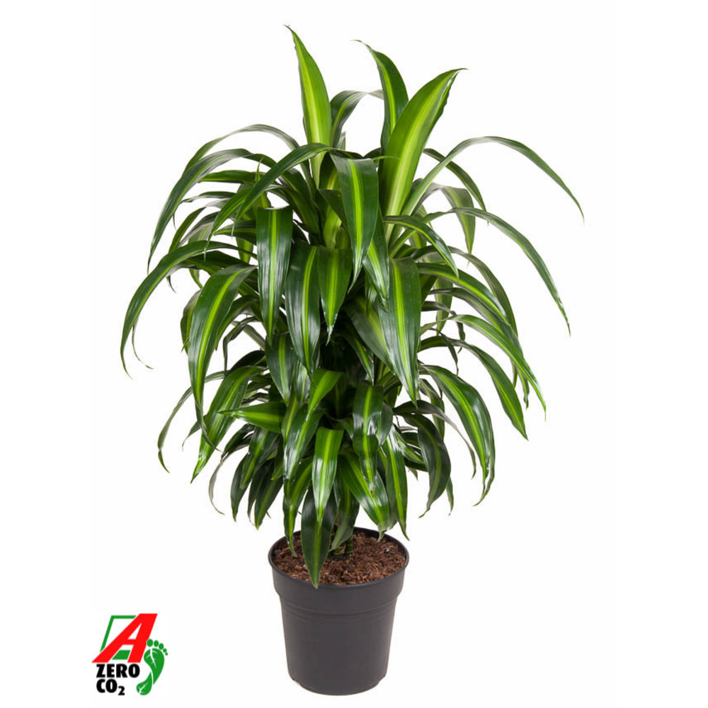 Dracaena Hawaiiana vertakt P24.