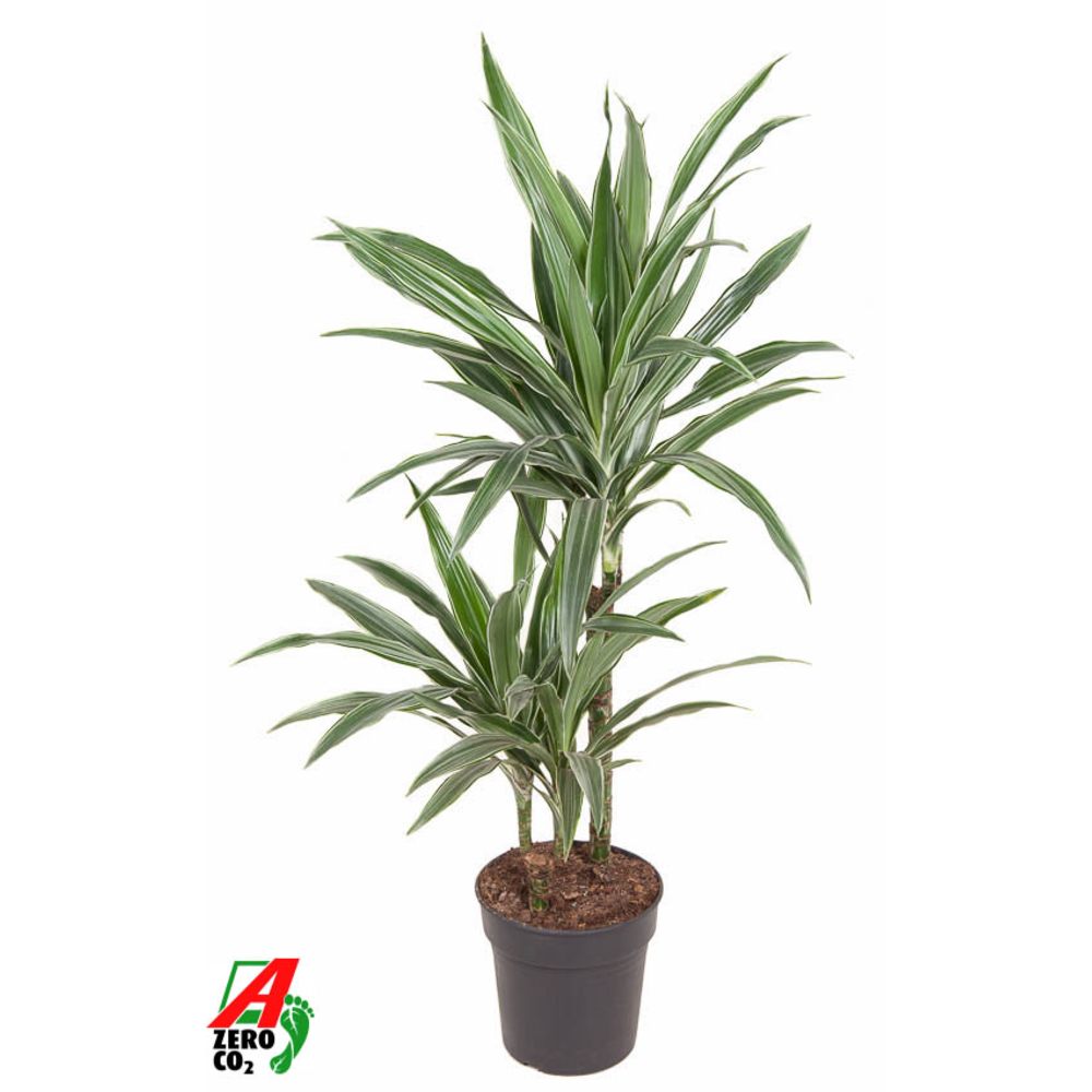 Dracaena Warneckei 45-15.
