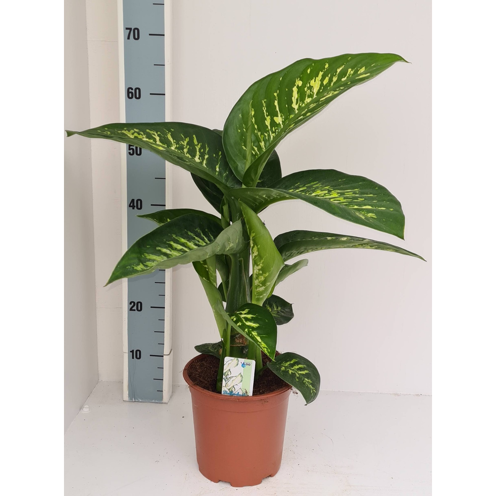 Dieffenbachia Tropic Snow.
