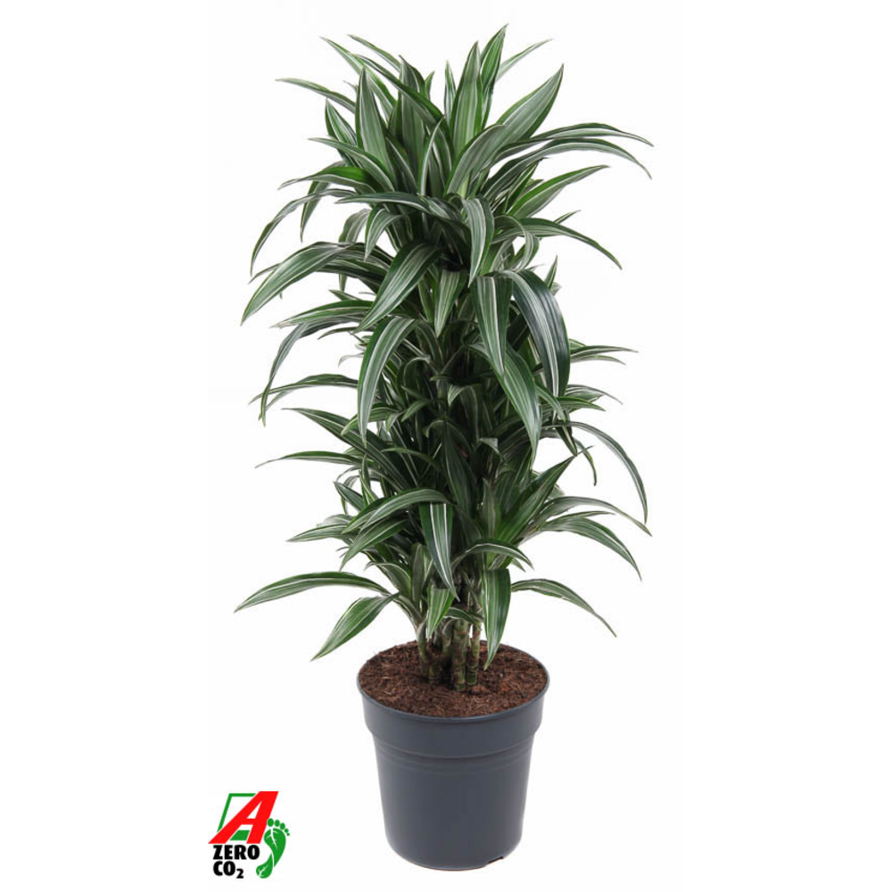 Dracaena Ulises vertakt P27.