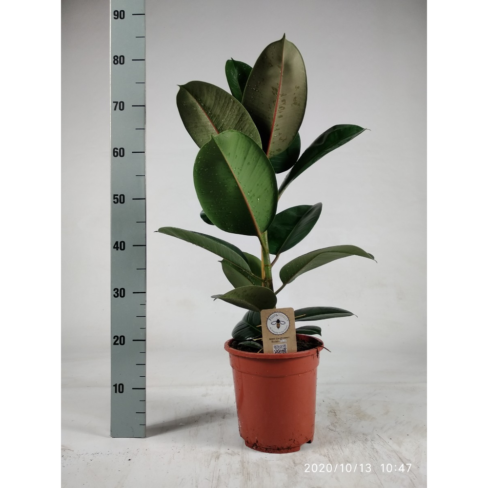 Ficus elastica Robusta 85cm.