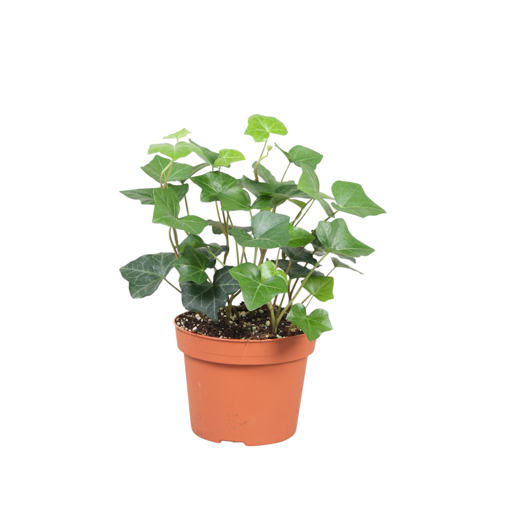 Hedera Hibernica.