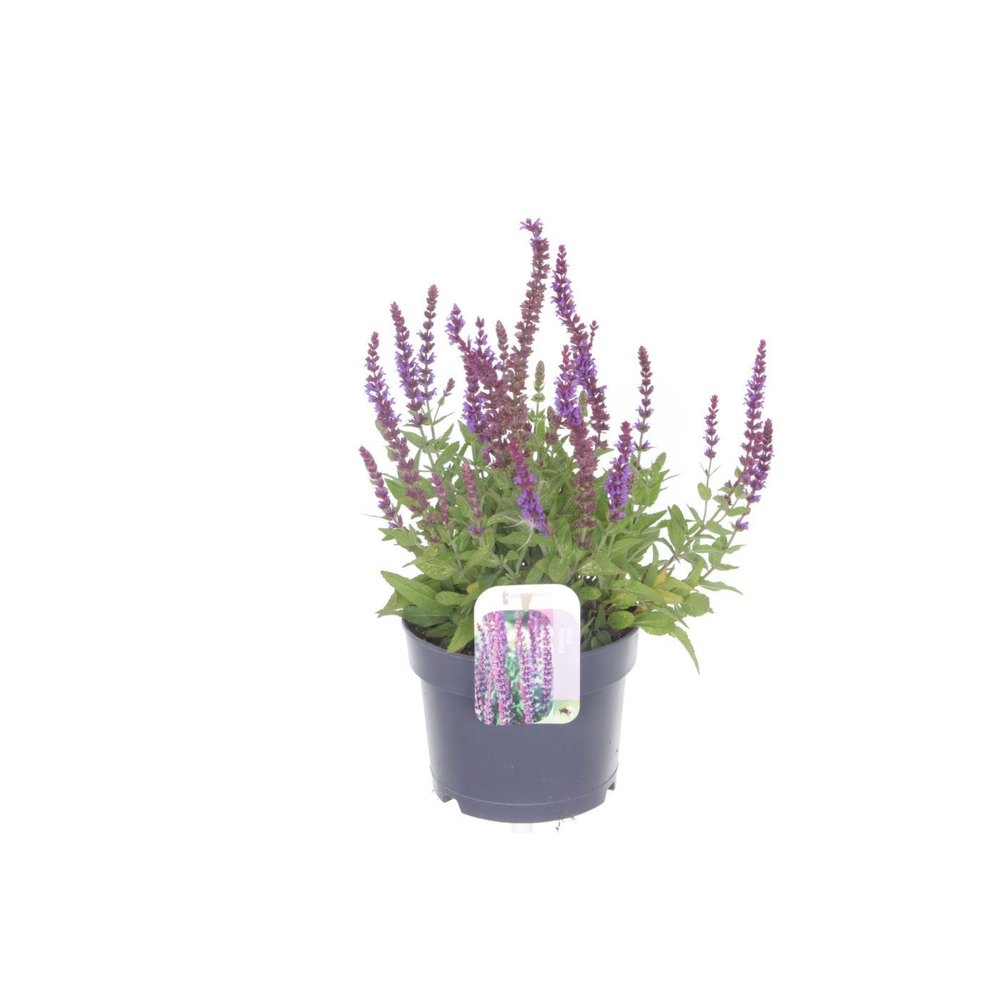 Salvia nemorosa Ostfriesland.
