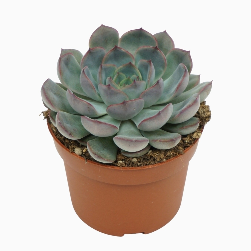 Echeveria hercules 10,5 cm.