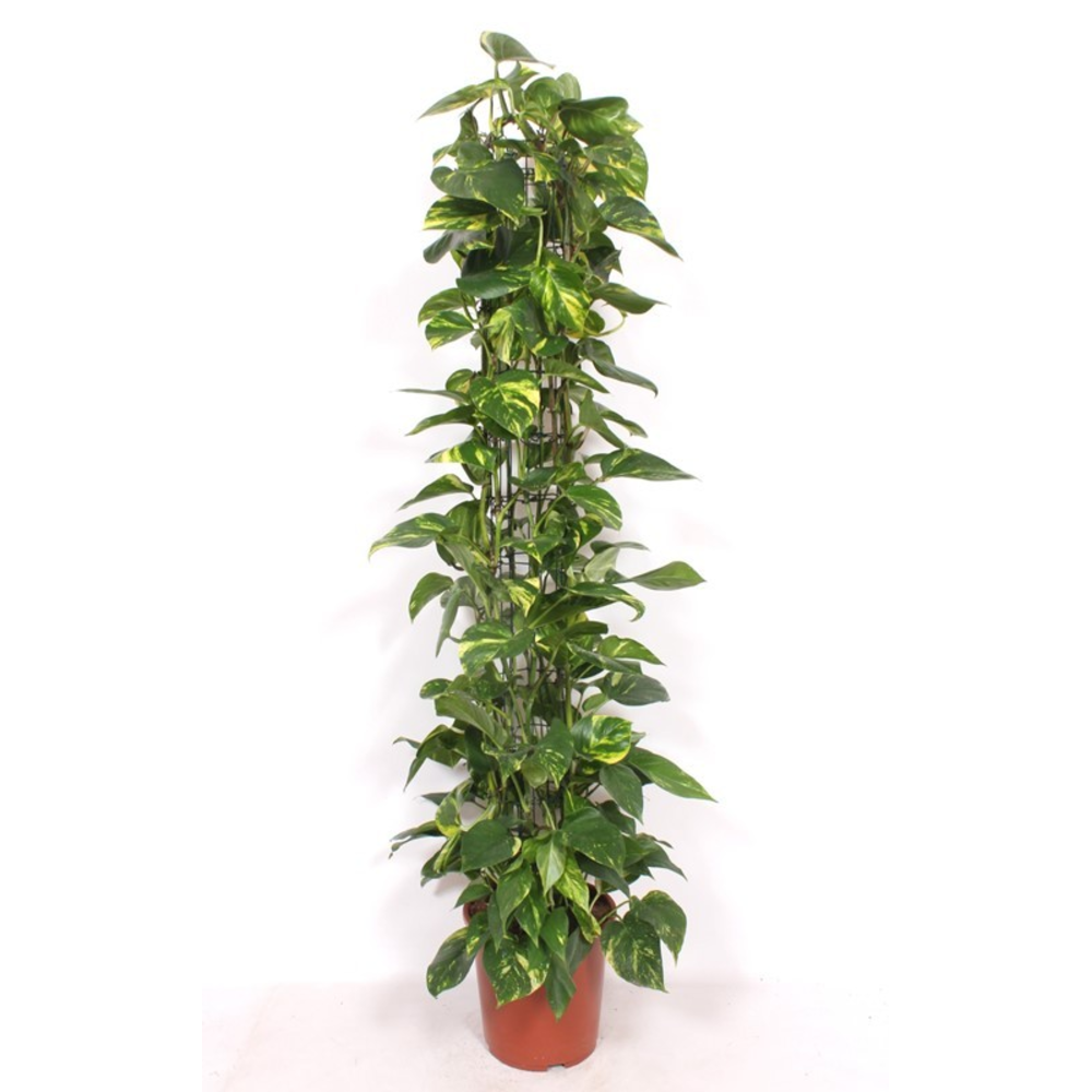 Epipremnum Aureum.