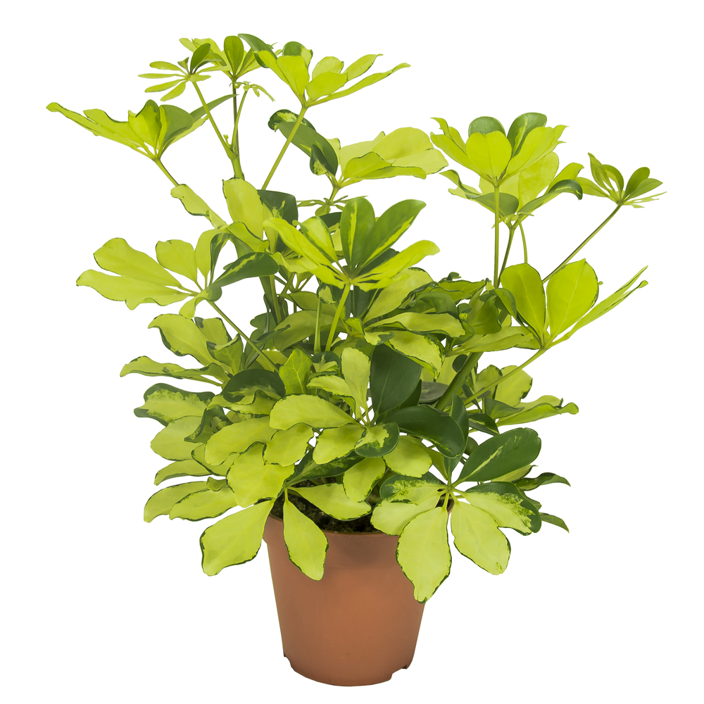 Schefflera Melanie Vertakt.
