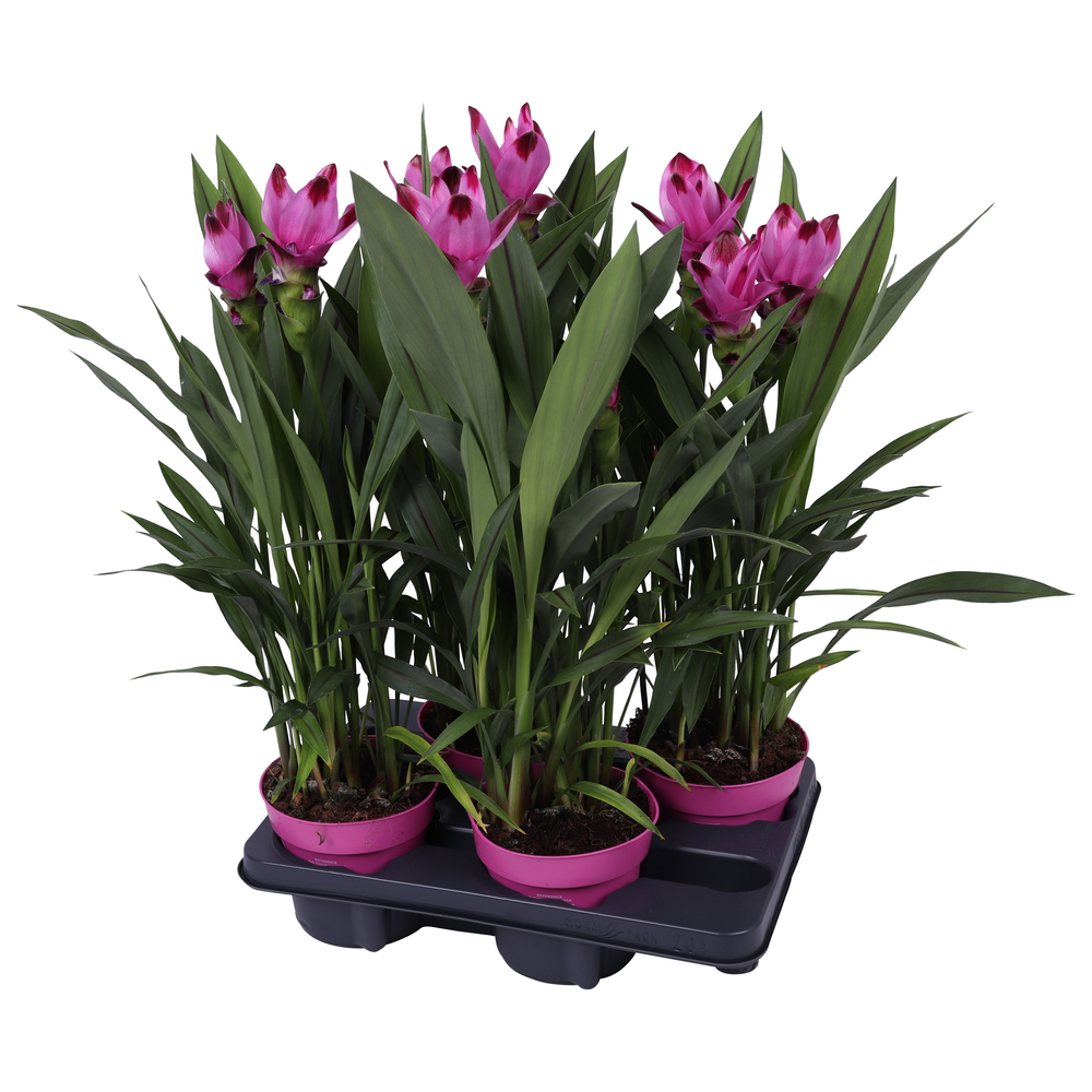 Curcuma Siam Splash 14 cm.