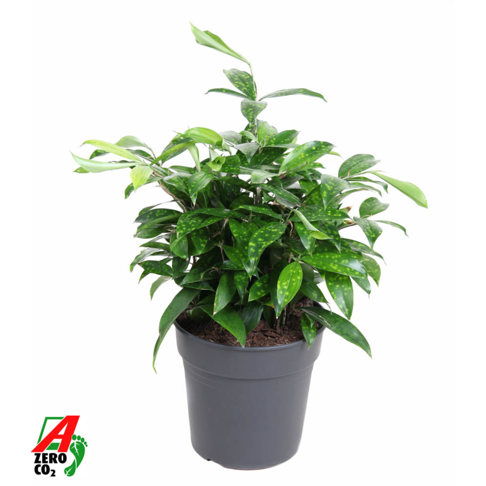 Dracaena Surculosa bush P24.