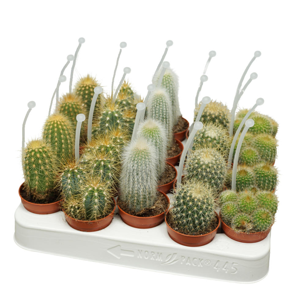 Cactus mix op rij 5,5 cm met picker.