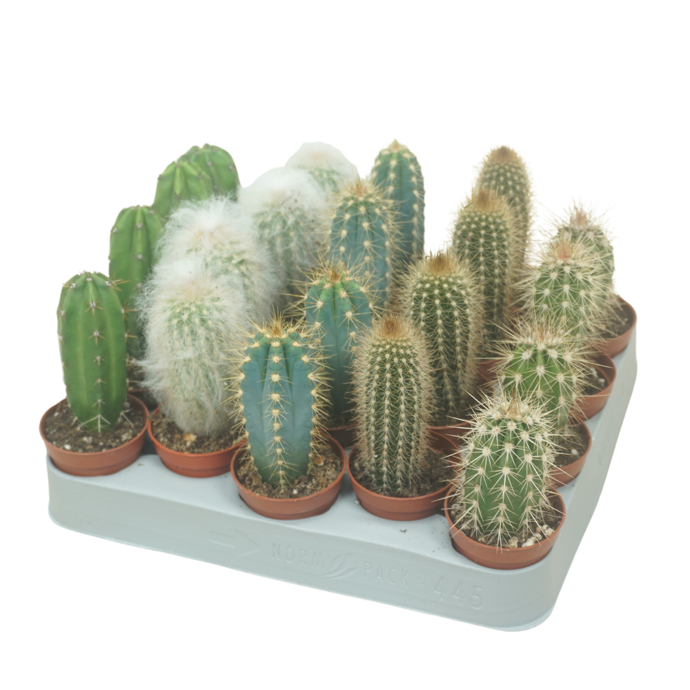 Cereus mix 5,5 cm op rij.