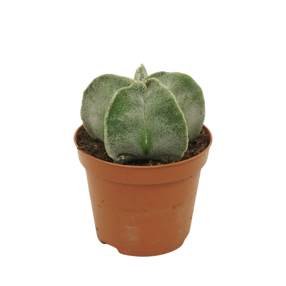 Astrophytum myriostigma 8,5 cm.