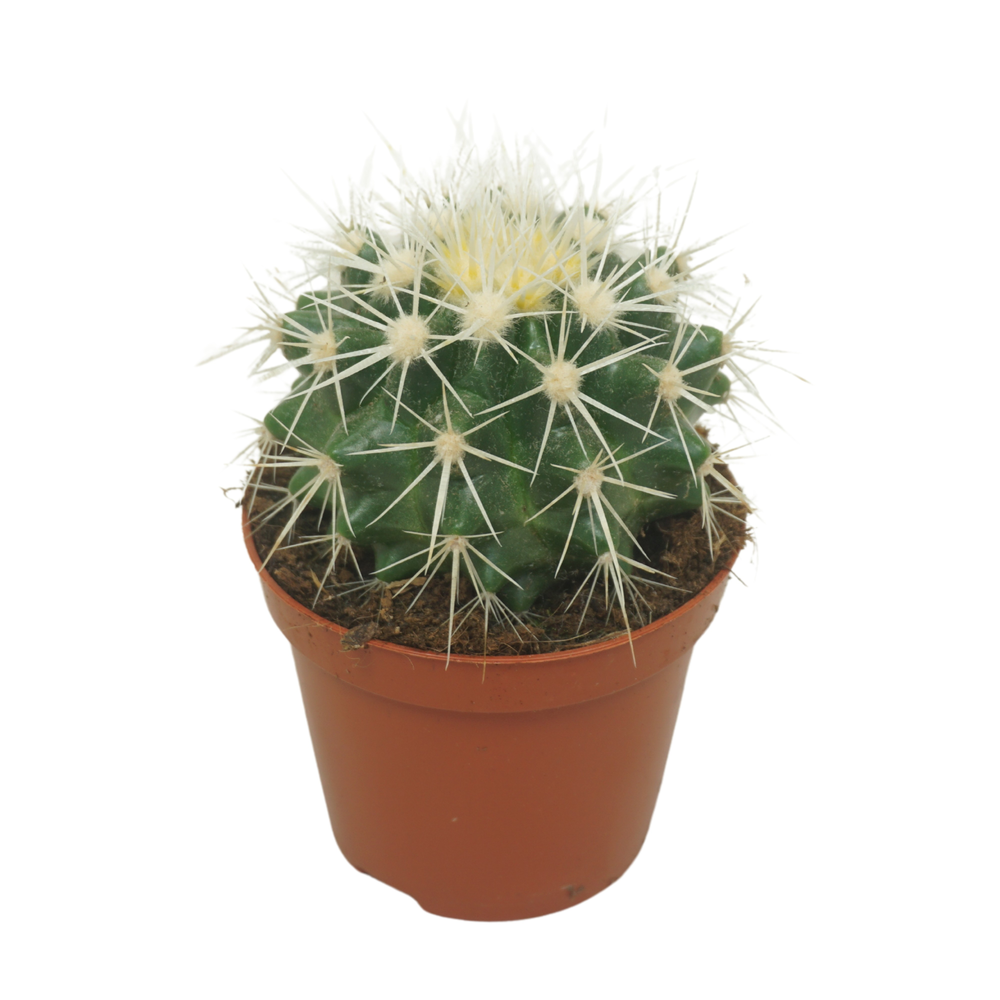 Echinocactus grusonii 'Albispina' 8,5 cm.