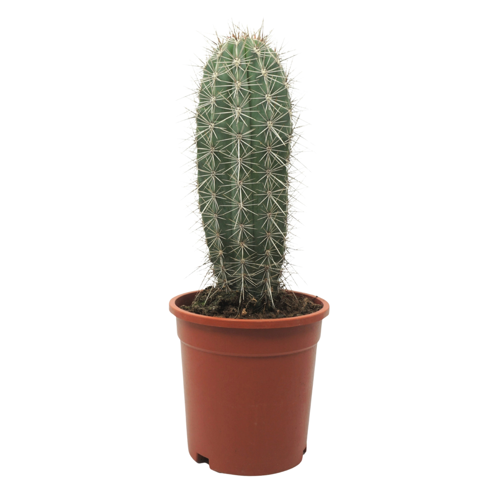 Pachycereus pringlei enkel 17 cm.