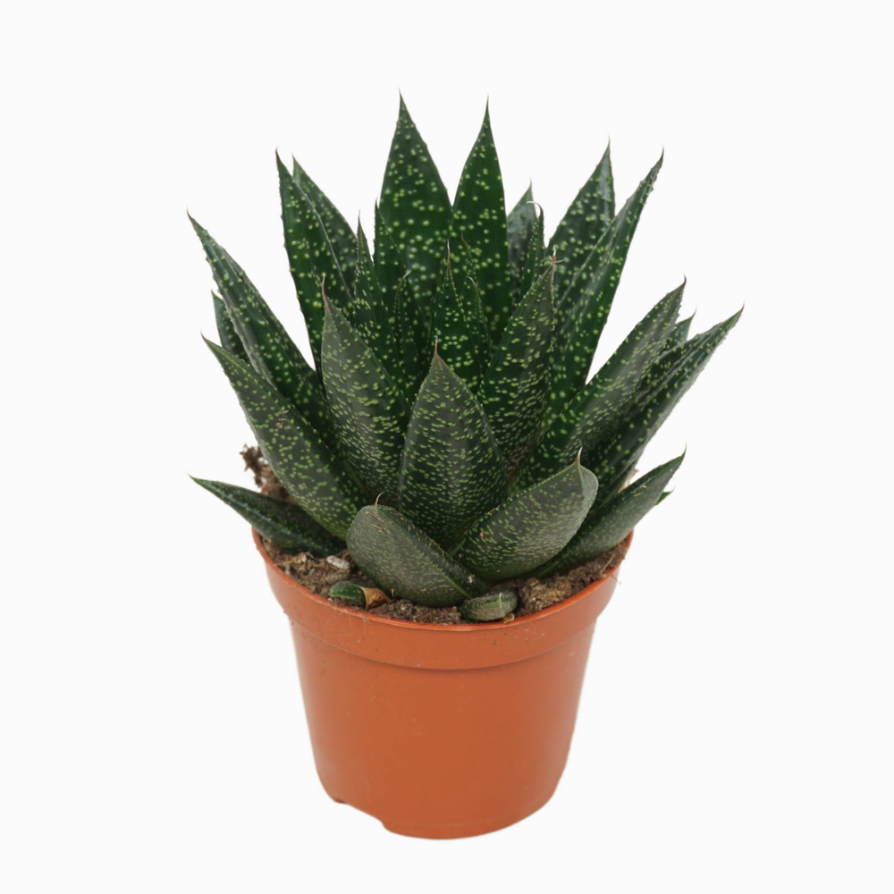 Gasteria d'due 8,5 cm met etiket.