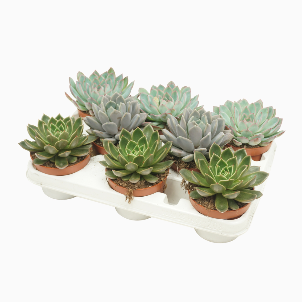 Echeveria mix 10,5 cm in 8 gaats tray.