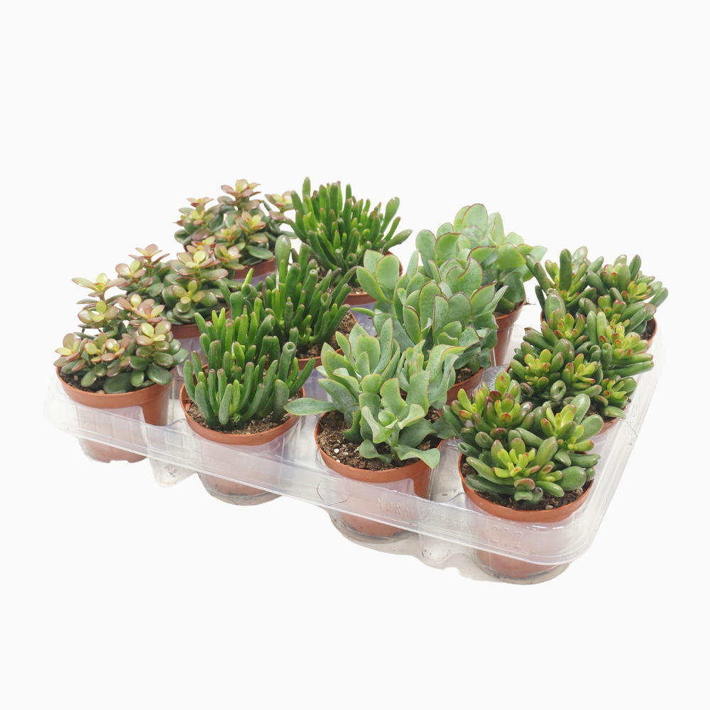 Crassula mix 8,5 cm in 12 gaats tray.