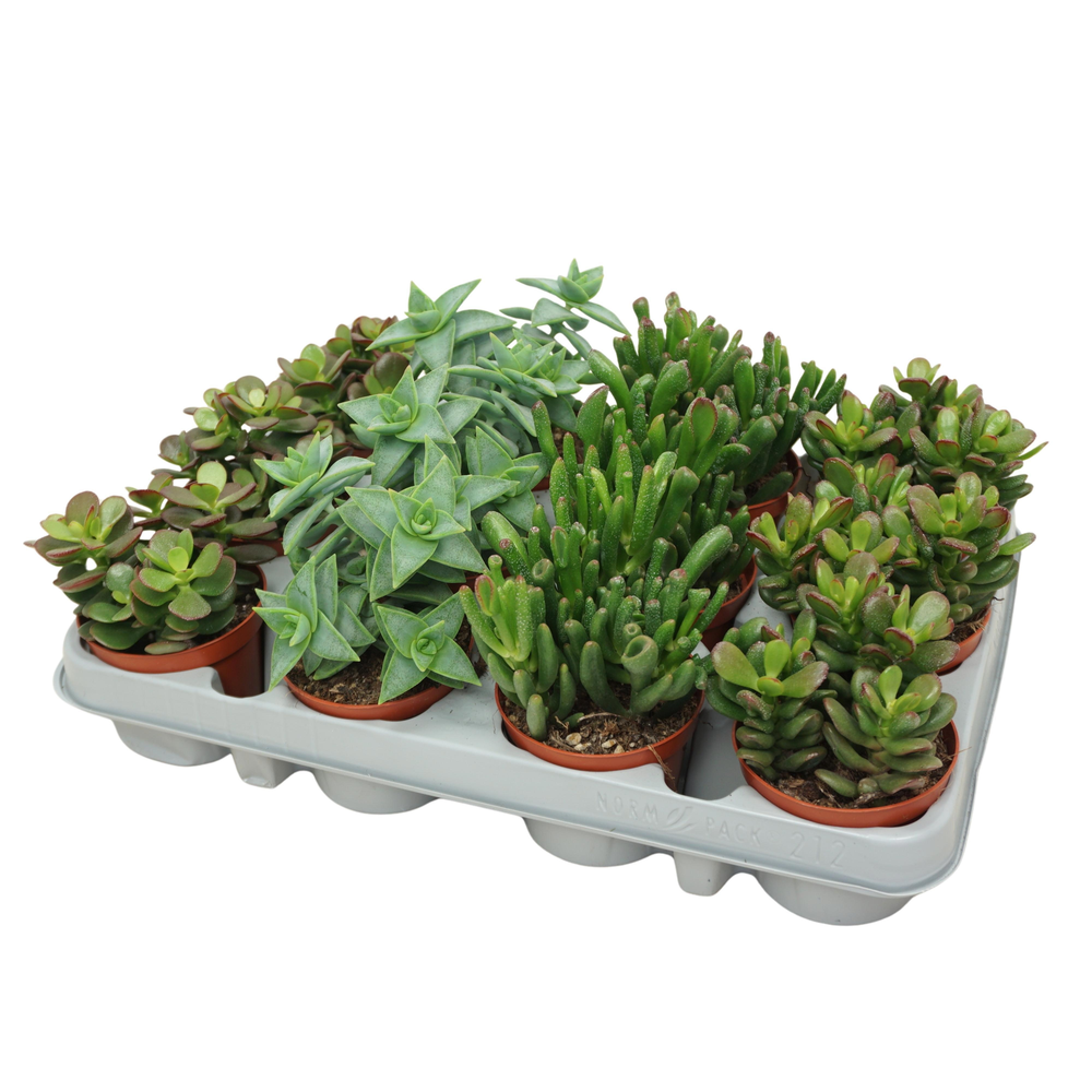 Crassula mix 8,5 cm in 12 gaats tray.