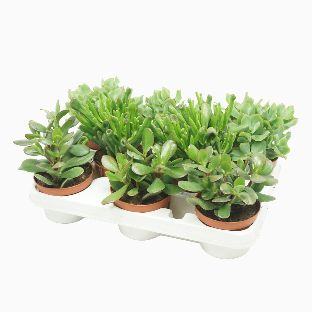 Crassula mix 10,5 cm in 8 gaats tray.