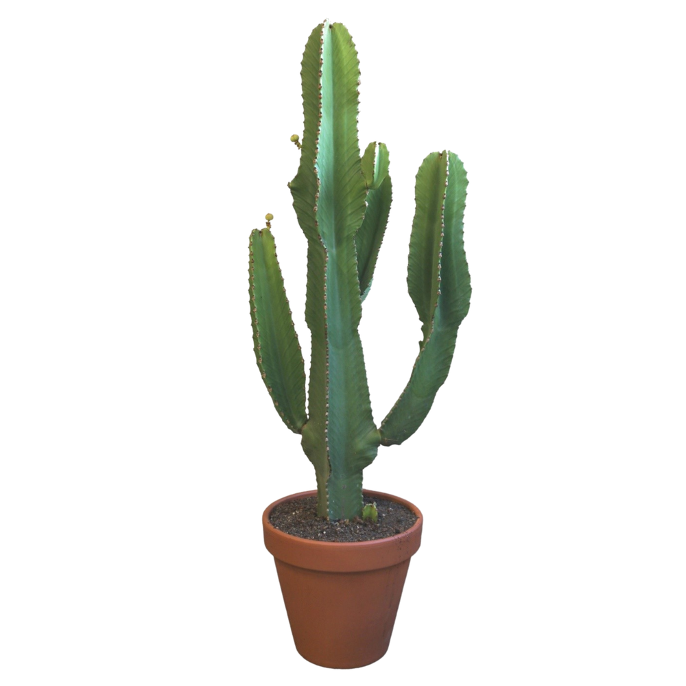 Euphorbia ingens 31 cm.
