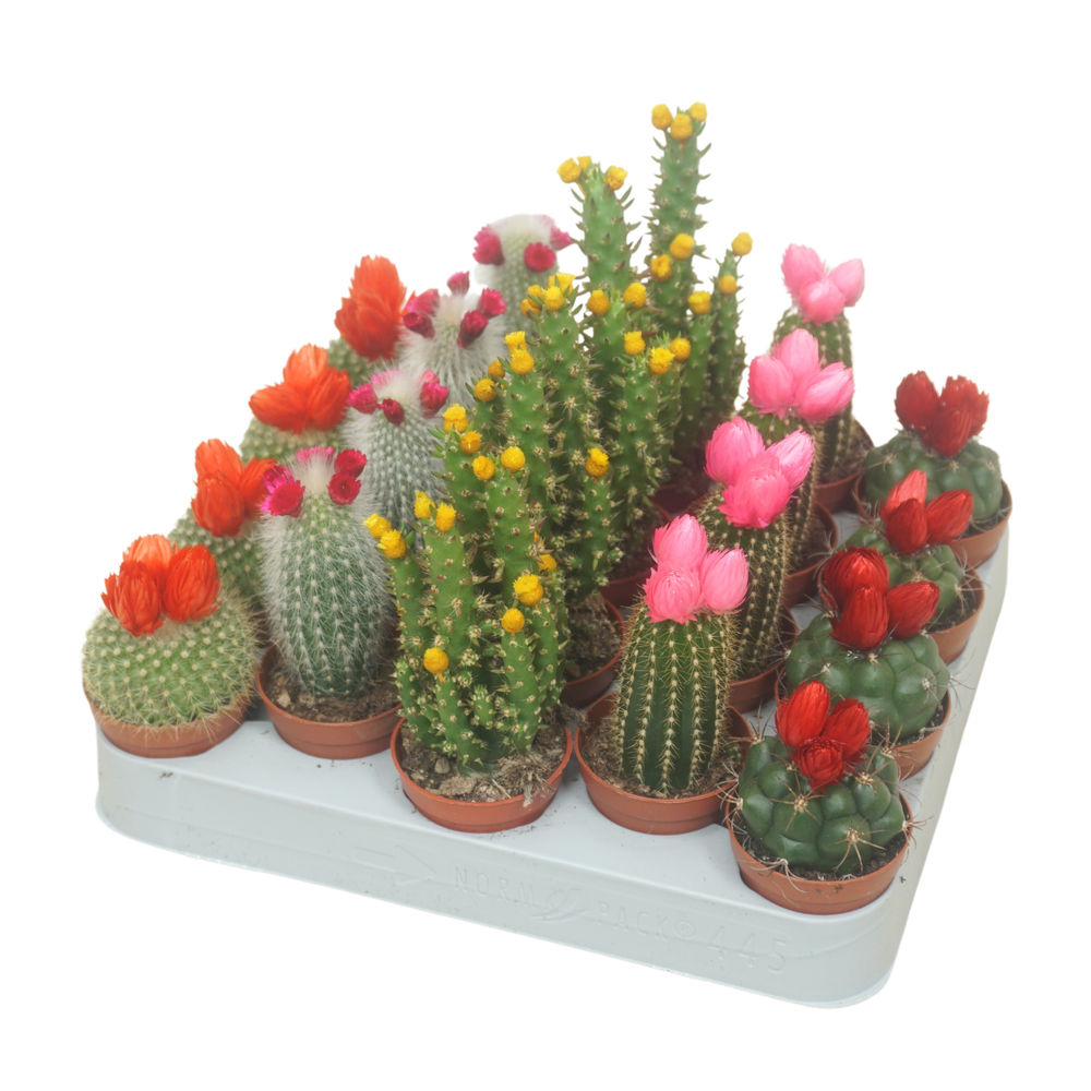Cactus op rij 5,5 cm met strobloem (prik en plak).