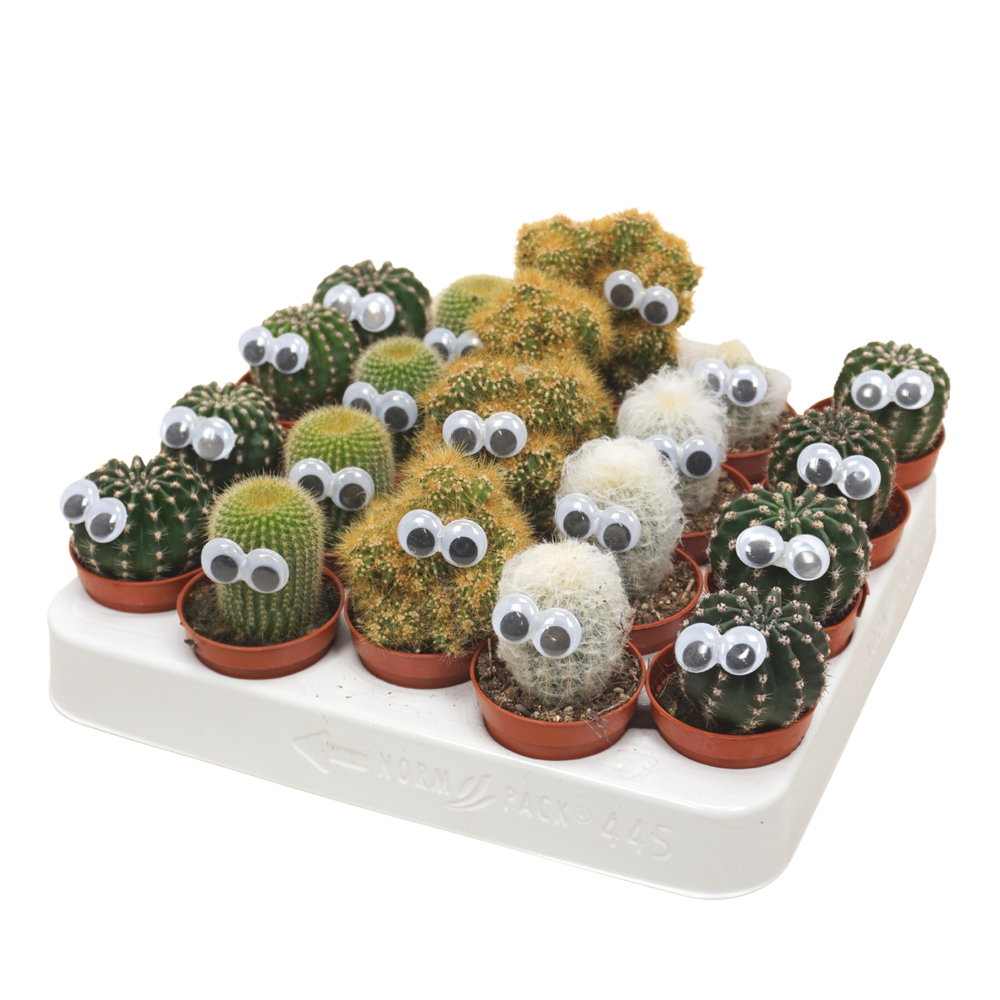 Cactus mix 5,5 cm met oog.