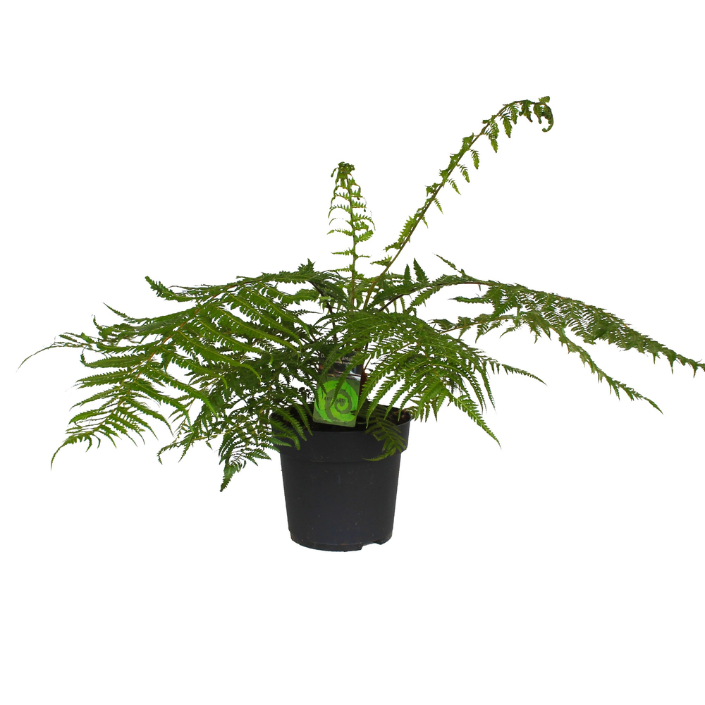 Dicksonia Antarctica (Tasmaanse Boomvaren).