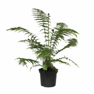 Dicksonia Antarctica (Tasmaanse Boomvaren).