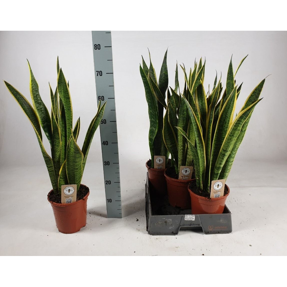 Sansevieria trifasciata 'Laurentii' 75cm.