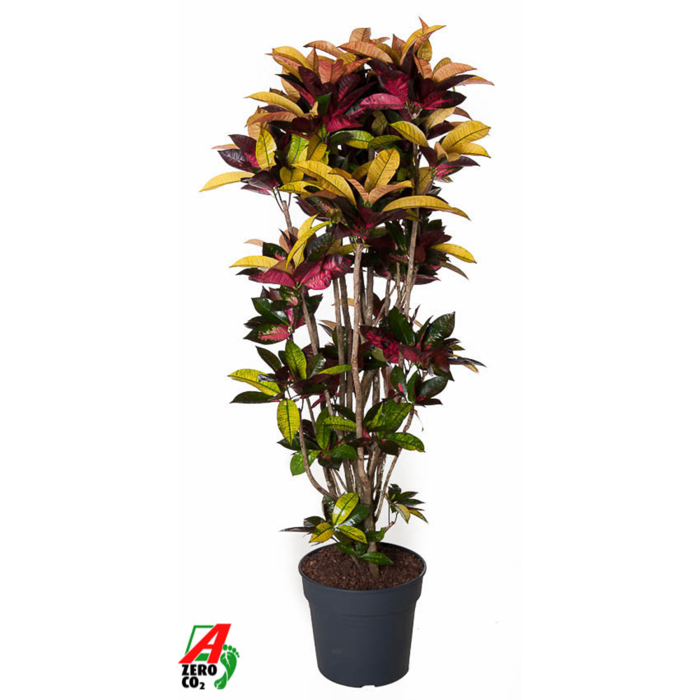 Codiaeum Mrs Iceton vertakt P34-160.