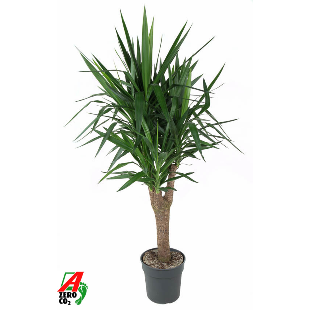 Yucca stam+vertakt P31.